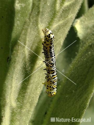 Kuifvlinder rups op toorts (koningskaars)