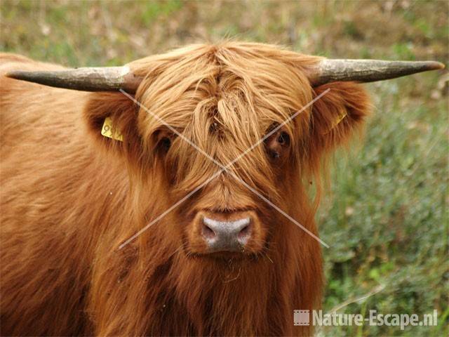 Schotse hooglander bij Vogelmeer NPZK6