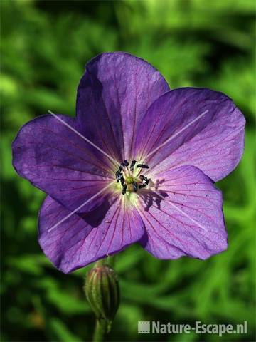 Geranium clarkei 'Kashmir Purple'