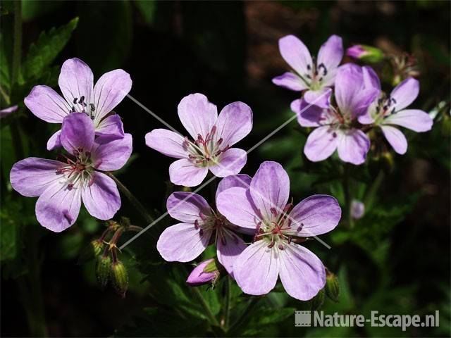 Geranium 'Cyril's Fancy'