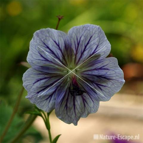 Geranium erianthum 'Calm Sea' tW2