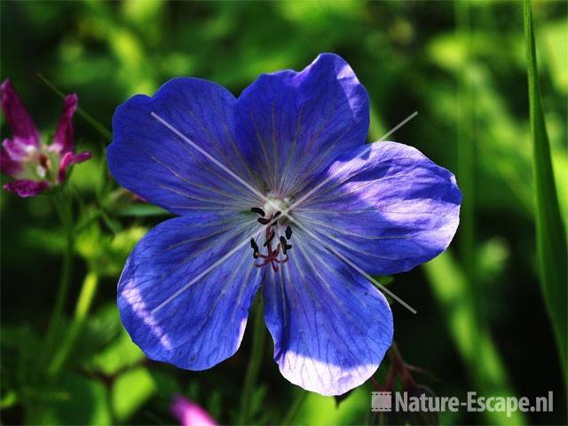 Geranium 'Johnson's Blue'