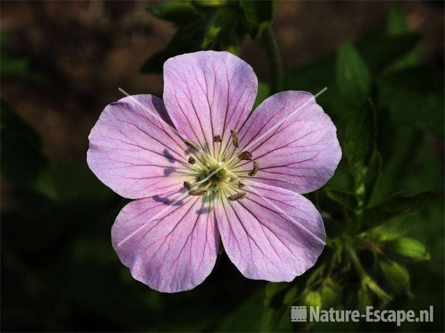 Geranium maculatum 'Chatto' tW2