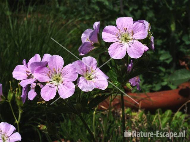 Geranium maculatum 'Chatto'