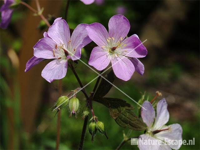 Geranium maculatum 'Espresso' tW2