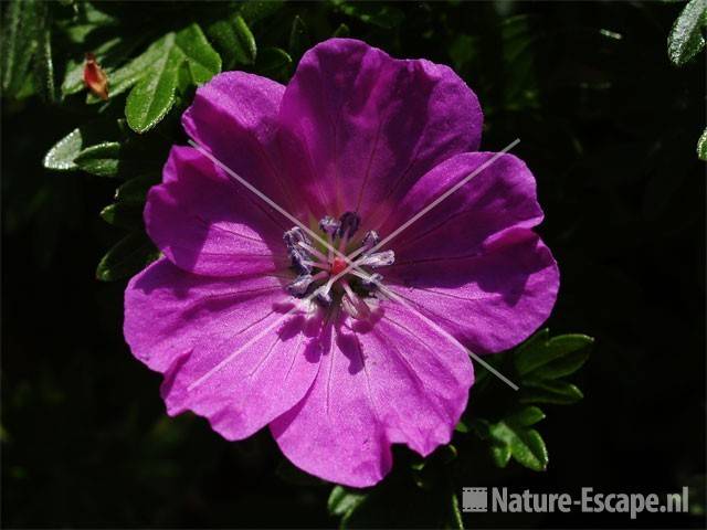 Geranium sanguineum 'Max Frei' tW1