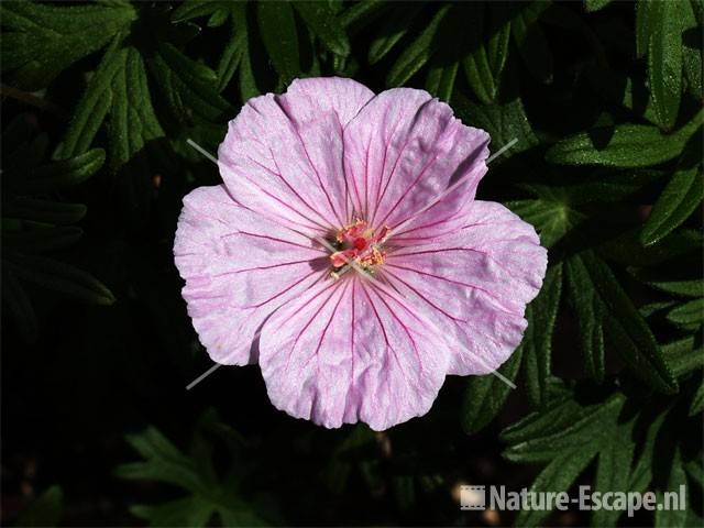 Geranium sanguineum 'Striatum' tW2