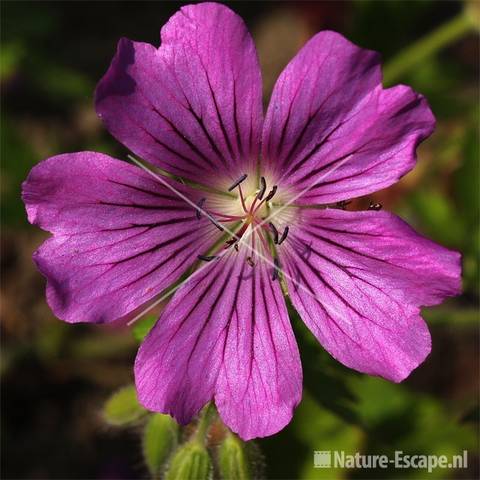 Geranium 'Sirak' tW4