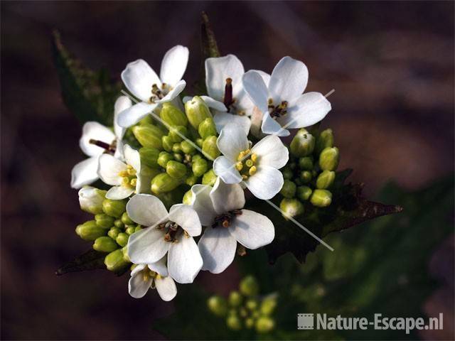 Look-zonder-look detail bloemen NPZK1