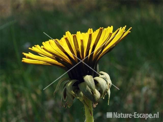 Paardenbloem NHD Ccum2