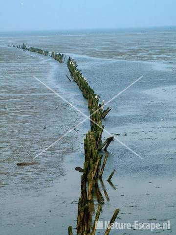 Palen in Waddenzee bij havenhoofd Den Oever 1