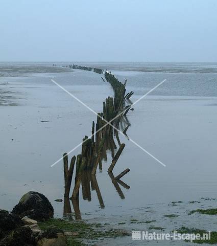 Palen in Waddenzee bij havenhoofd Den Oever 12