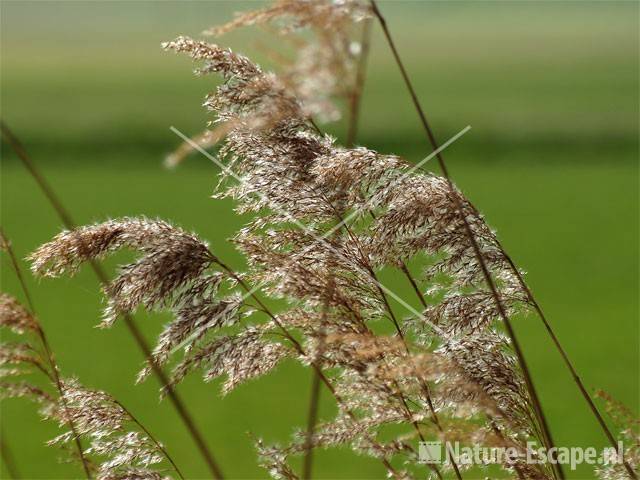 Riet Rijsterbos 1