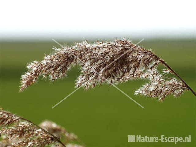 Riet Rijsterbos 5