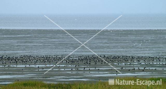 Scholeksters op wad bij Den Oever