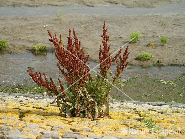 Zuring op havenhoofd Den Oever