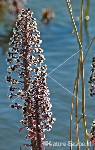 Groot hoefblad bij water Markervaart