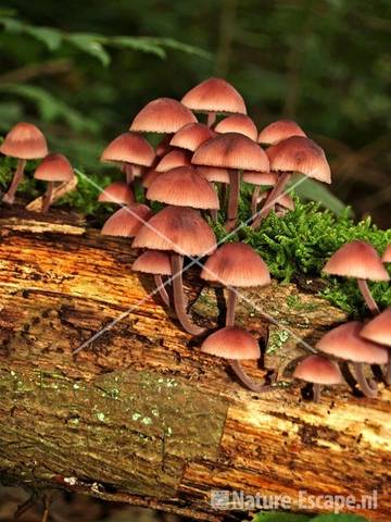 Grote bloedtseelmycena NHD Bakkum 3