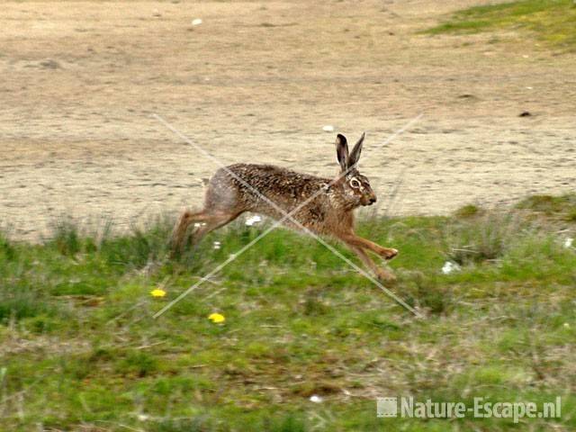 Haas rennend Castricummerpolder 2