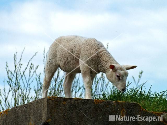 Lammetje op kazemat Heemskerk