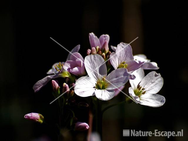 Pinksterbloem detail bloemen tB1