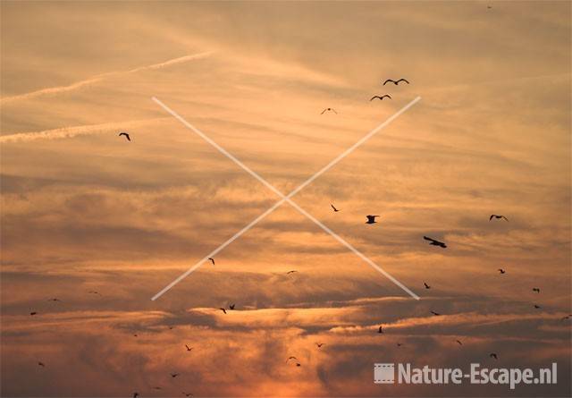 Ondergaande zon boven vissershaven met vliegende meeuwen IJmuiden 5