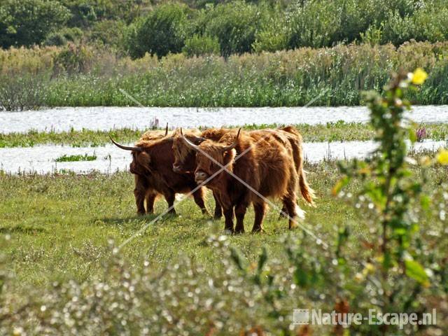 Schotse hooglanders NPZK4