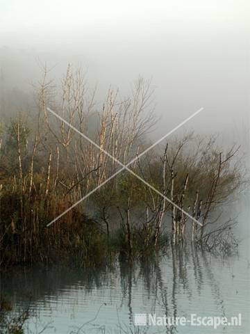 Berken in ochtendmist Oosterplas NPZK3