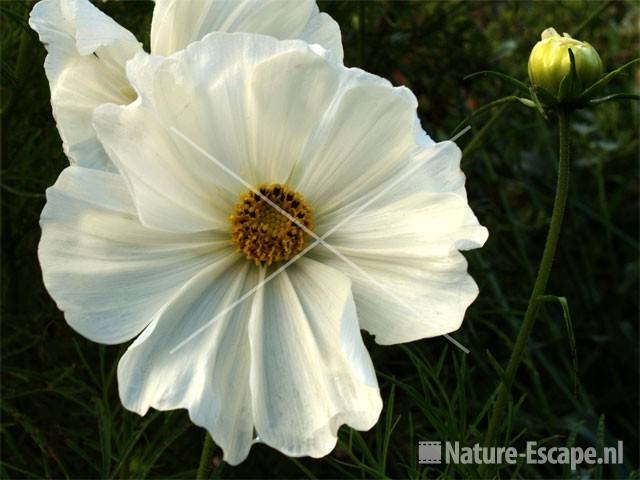 Cosmos bipinnatus Beeckestijn 2