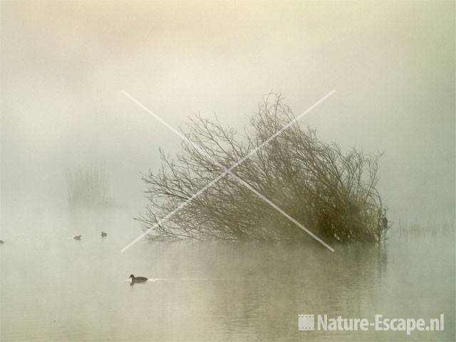 Mist over Oosterplas NPZK