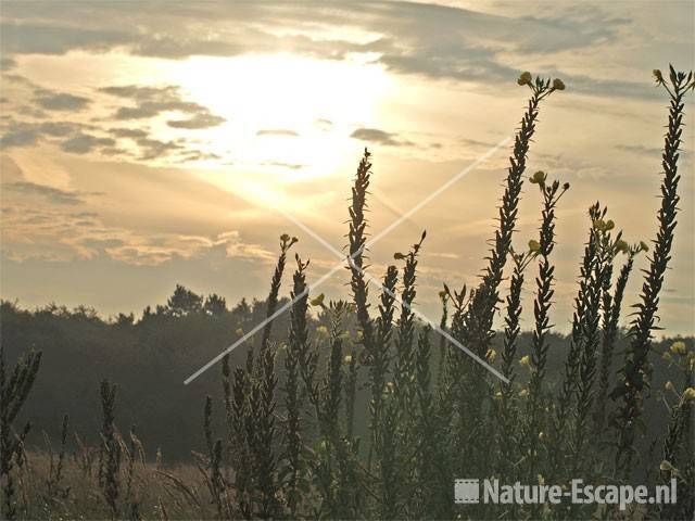 Opkomst zon met voorgrond teunisbloem NHD Ccum9