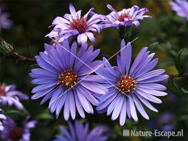 Aster laevis 'Calliope' tW1