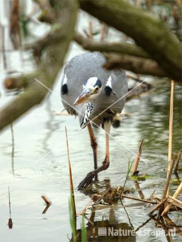 Blauwe reiger Hijm NHD Castricum 37