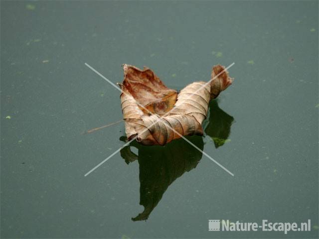 Herfstblad op water Hoefijzermeer NHD Castricum 4