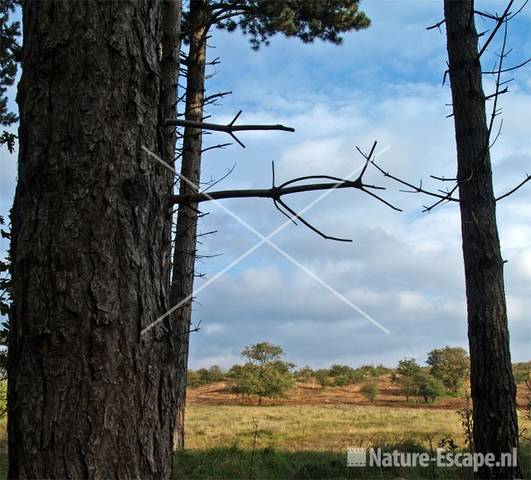 Landschap NHD Heemskerk 5