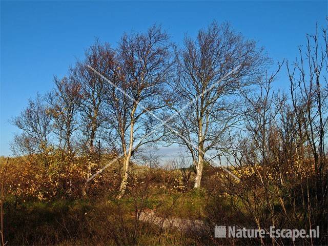 Duinlandschap met berken SBB Schoorl