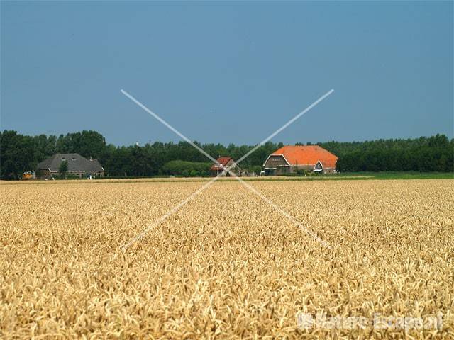 Boerderijen tussen tarwevelden Spaarnwoude 2