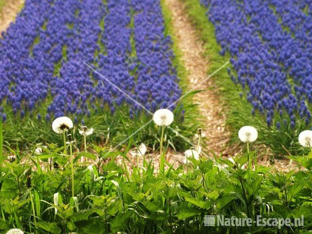 Bollenveld bl druifjes en pluizenbollen paardenbloem Wildrijk 1