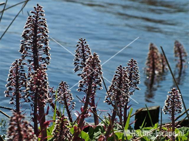 Groot hoefblad bij water Markervaart 4