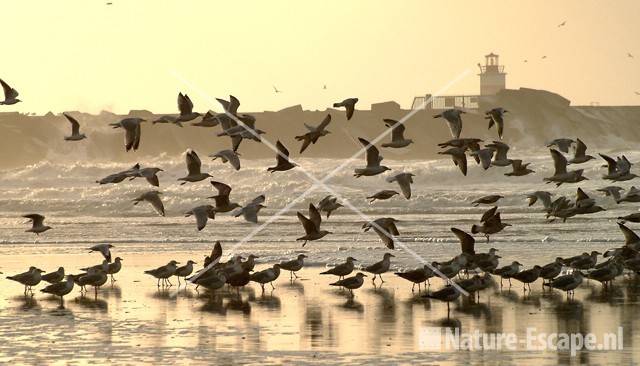 Meeuwen op strand bij Noordpier 24