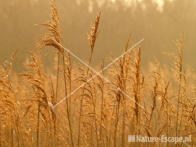 Riet met tegenlicht Zwanenwater 6