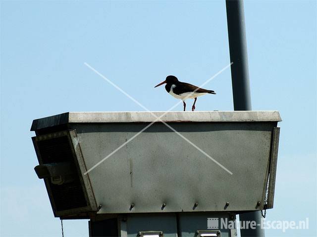 Scholekster op videocamerakast Gasstation Aagtendijk 2