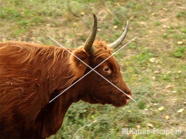 Schotse hooglander bij Vogelmeer NZPK7