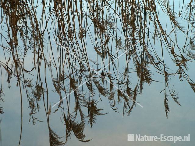 Weerspiegeling riet Hijm NHD Castricum 3