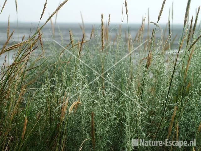 Zeealsem en gras polder Vatrop bij Oosterland