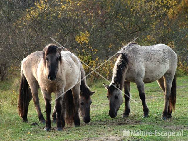 Konikpaarden NPZK19