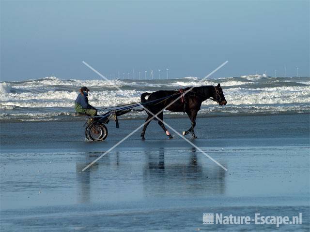 Paard en sulky op strand bij Noordpier 4 op achtergrond windmolenpark op zee voor de kust van Egmond