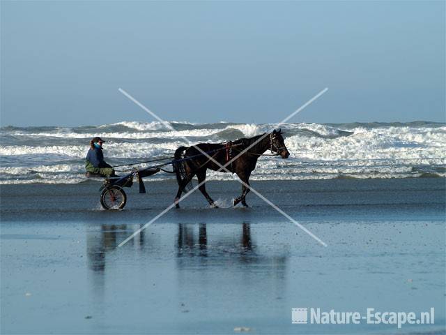 Paard, jockey en sulky op strand bij Noordpier 2