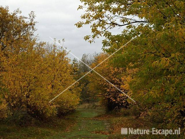 Bospad in herfstkleuren AWD