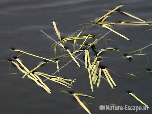 Grashalmen in/op het water Zwanenwater 7